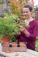 Taking a cutting of Pelargonium graveolens