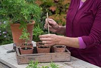 Potting up cutting of Pelargonium graveolens into individual pots with grit and compost