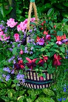 Summer bedding plants displayed in a wicker basket suspended on thick rope that echoes the colours of the flowers above. Fuchsia 'Gary Rhodes' at the front and 'Sir David Jason' with Scaevola 'Surdiva Blue', trailing lobelia and New Guinea Busy Lizzie'.