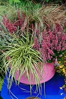 Bud Heathers and dwarf ornamental grasses giving late summer and autumn interest in a pink plastic trug set on a  blue tray. Calluna vulgaris 'Beauty Sisters' with Carex oshimensis 'Evergold', Uncinia rubra and Carex 'Frosted Curls'.