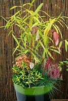 Frost proof green glazed pot planted with foliage, flowers and coloured stems for autumn and winter interest. Cornus alba Baton Rouge with Festuca glauca, Pleioblastus viridistriatus, Calluna vulagaris 'Beauty Sisters' and Euonymus japonicus 'Aureus'.