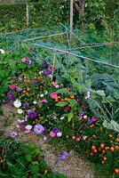 Kitchen garden with Brussels sprouts protected from pigeons in a low netting cage made with bamboo canes. Along the front are asters for cutting and French marigolds to attract pollinators.