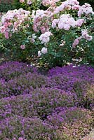 Ground covering Thymus, Rosa 'Bonica'
