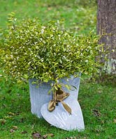 Container filled with mistletoe