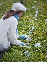 Woman harvesting mistletoe