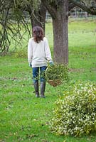 Woman holding a basket of harvested mistletoe