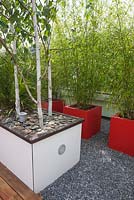 Containers planted with Betula utilis 'Doorenbos' and Fargesia aurea on a roof terrace garden in Rotterdam, Holland.