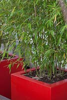 Red container with Phyllostachys aureus. Roof garden terrace in Rotterdam, Holland