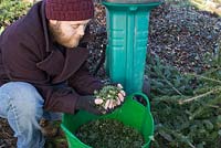 A man holding Christmas tree shreddings in palms of hand