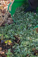 Mulch of Christmas tree shreddings over a garden border