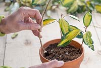 Plant the Elaeagnus cuttings in a terracotta pot ensuring they are equally spaced apart