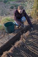 Planting a row of bare root Ligustrum ovalifolium in trench