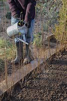 Watering a row of freshly planted bare root Ligustrum ovalifolium