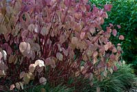 Cornus alba 'Sibirica' with Carex morrowii 'Fisher's Form' Sir Harold Hillier Gardens