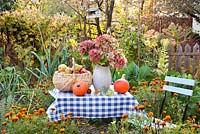 Displays of harvest in autumn vegetable garden. Jug of Hydrangea.