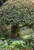 Aged Eleagnus tree providing shade for Geranium maderense and Ferns
