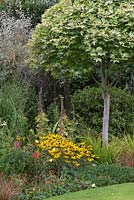 Acer underplanted with Rudbeckia, Phygelius and Geum
