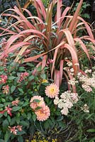 Salvia, Phormium, Dahlia and Achillia