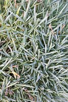 Dianthus foliage