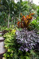 Layered planting featuring purple leaved, Strobilanthes dyerianus, Persian shield, soft green feathery foliage of a Sellaginella and a dramatic red leaved Heliconia indica.
