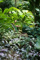 Lush, layered planting with purple and variegated leaved plant and a terracotta water bowl.