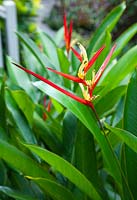 Heliconia psittacorum with yellow flowers and red bracts.