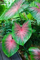 Calladium cultivar with large heart shaped leaves green at the edges with pink veins in the centre of the leaf.