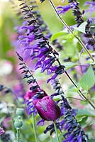 Salvia 'Amistad' and Papaver somniferum 'Dark Plum'