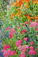 Achillea millefolium 'Paprika' in mixed border with Salvia pratensis 'Indigo',  Love in the Mist and Helenium 'Waldtraut'