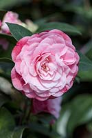 Camellia japonica Nuccio's Cameo