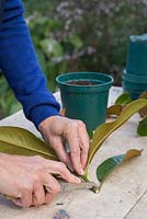 Use a sharp knife to remove the bottom of the cutting 1cm above the leaf node
