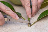 Use a sharp knife to remove the bottom of the cutting 1cm above the leaf node