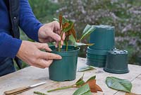 Plant the Magnolia cuttings in a pot ensuring they are equally spaced apart