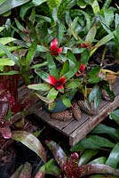 A collection of mixed potted bromeliads growing in full shade with colourful strappy foliage, Neoregelia Olens Marie x Vulcan