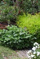 A layered planting of Melissa officinalis, Lemon balm, Sedum, 'Gold Mound' and a potted Cuphea growing next to a timber path and lawn.