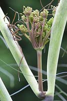 Foeniculum vulgare 'Purpureum' - bronze fennell