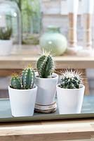 Cereus Touffe, Echinocactus, Isolatocereus in small white pots