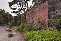 The terraces with Rosa laevigata 'Cooperi' and Erigeron karvinskianus growing on brick wall - Dumfries and Galloway, Scotland