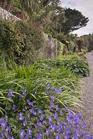 Formal herbaceous borders with Hostas, Tree Ferns Cabbage Palms in the Walled Garden Dumfries and Galloway, Scotland