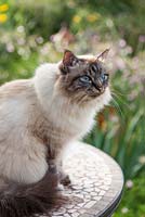 Cat sat on a table