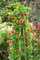 Wooden plant stand with Thunbergia 'african sunset' 