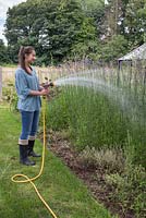 Young girl watering a border containing Verbena bonariensis