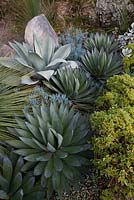 Agave 'Blue Glow', Crassula ovata undulata and Senecio mandraliscae