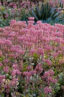 Kalanchoe fedtschenkoi variegata