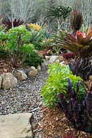 A gravel path through a raised sandstone lined garden bed, features various echeverias, bromeliad, and an alcantarea