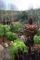Garden beds featuring a colourful mixed planting of Aeonium arboreum, Tree Aeonium and Alcantarea imperialis rubra.