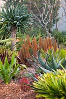 Garden with a mixed planting of bromeliads and succulents, featuring a flowering Aloe cultivar.
