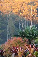 Layered planting with colourful bromeliads, Euphorbia tirucalli 'Firesticks' and Dracaena draco