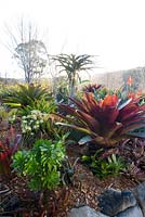 A raised garden featuring a large red leaved bromeliad, Alcantarea Imperialis rubra,  and an underplanting of Aeonium arboreum, Tree Aeonium.