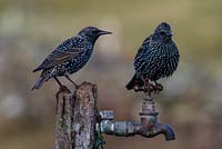 Starlings - Sturnus vulgaris on garden tap